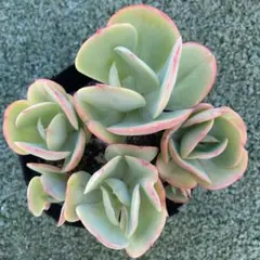 2025年最新】ピーチプリデ 抜き苗の人気アイテム - メルカリ