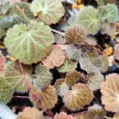 ♡お値引き☆ユキノシタ 雪の下 苔玉用 サイズ希望お聞きします 5株 