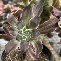 19#多肉植物❤️アエオニウム錦❤️ もみじ❤️枫葉❤️9-11頭14cm拔き苗 多肉植物 アエオニウム 紅富士錦 トップ カット苗 - メルカリ