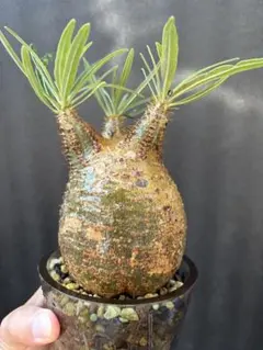 コレクション株！フォークイエリア コルムナリス 赤肌 発根済み - メルカリ