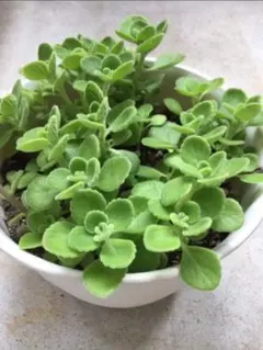 アロマティカス 多肉植物 抜き苗
