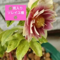2025年最新】広瀬園芸 ソレイユの人気アイテム - メルカリ