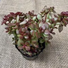 紅稚児　多肉植物　抜き苗