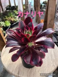 pontoko様 リクエスト 2点 まとめ商品