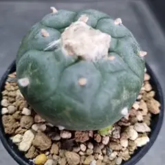 ◇◇ サボテン ギムノカリキウム 短刺天平丸 ◇◇ 抜き苗 - メルカリ