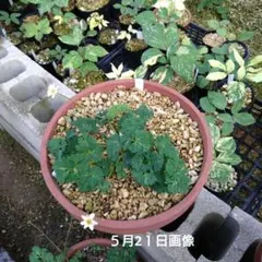山野草　北岳固有種　北岳草　8号鉢火山礫植え 山野草 北岳固有種 北岳草 8号鉢火山礫植え - メルカリ