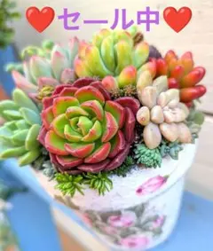 ❤️そのまま飾れる♡多肉植物❤️　 　 ❣️只今セ―ル中で〜す❣️