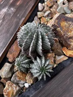 ロロ様 リクエスト 2点 まとめ商品