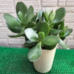 29　金のなる木 植木鉢付き　楽チン❢⚫訳あり特別価格⚫のサムネイル