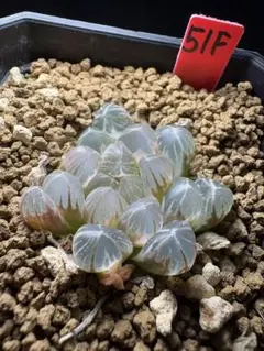 82f 多肉植物 ハオルチア 原種オブツーサ錦 自家繁殖 鉢植え発送
