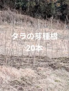 ykhrs2k様 リクエスト 2点 まとめ商品