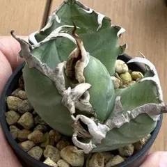 2025年最新】オテロイ オアハカの人気アイテム - メルカリ