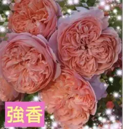 薔薇 挿し木苗 イタリアンローズ FENDI 251014 - メルカリ