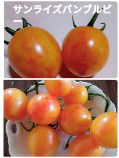 エッコ様 リクエスト 3点 まとめ商品