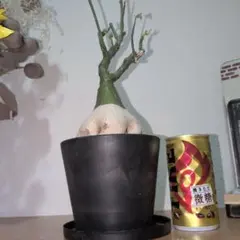 2026年最新】adeniaの人気アイテム - メルカリ