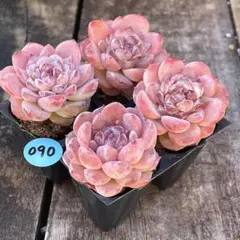 ゆっこ様 リクエスト 4点 まとめ商品