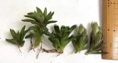 ハオルチア 子株株分け抜き苗 3苗　カット苗2苗　多肉植物　札落ち苗のサムネイル