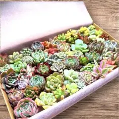 【箱いっぱい】寄せ植え 多肉植物 セット セダム エケベリア 多肉弁当 カット苗