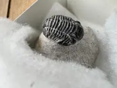 三葉虫 #化石