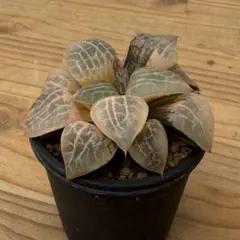 多肉植物 ハオルチア コンプト錦 極上株 多肉植物 ハオルチア コンプト錦 極上株 - メルカリ
