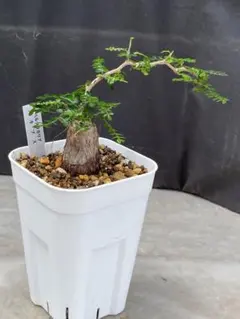 オペルクリカリアパキプス THOR 鉢植え - メルカリ
