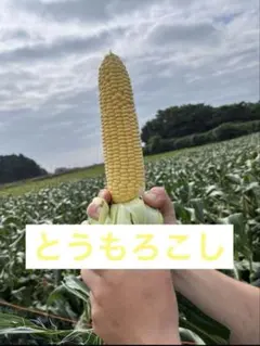 訳ありとうもろこし　5キロ以下のサムネイル
