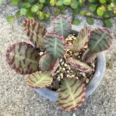 しゅんすけのママ様 リクエスト 2点 まとめ商品