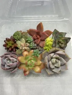 多肉植物　[カット苗　詰め合わせ]
