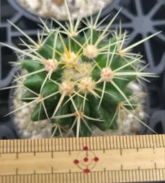 サボテン、金鯱の種子80粒!種蒔きの説明書付き！採れたて!エキノ
