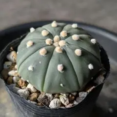 2026年最新】サボテン 兜の人気アイテム - メルカリ