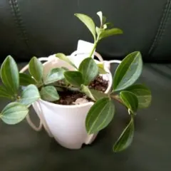 観葉植物 斑入りペペロミア 美衣子 カット苗 一寸鉢入り 1個 - メルカリ