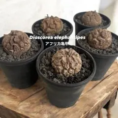 国内実生★アフリカ亀甲竜 Dioscorea elephantipes 塊根植物のサムネイル