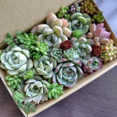 多肉植物　カット苗　多肉弁当　寄せ植え　詰め合わせ