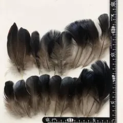 Item thumbnail for item 07302011-99b0-41e9-adde-e9e8a6307485