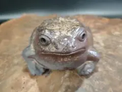 2026年最新】備前焼カエルの人気アイテム - メルカリ