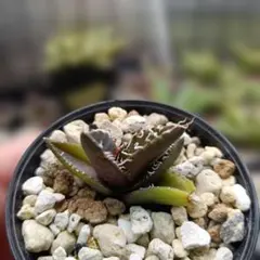 Manabu Nakamura様 リクエスト 2点 まとめ商品