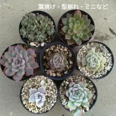 2025年最新】相府蓮の人気アイテム - メルカリ