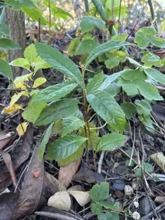 無農薬　自然栽培　びわ　苗木　2年3本 果物　山野草　観葉植物