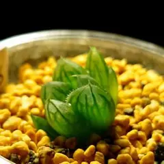 2566 紫オブツーサ×オブツーサ錦多肉植物 ハオルチア アロエのサムネイル