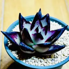 b.黒壇エボニー 抜き苗 エケベリア 多肉植物 - メルカリ