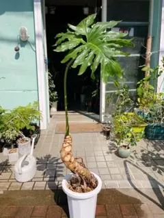 クワズイモ 斑入り 3.5号鉢つき 幹立ち❗ ⑥ - メルカリ