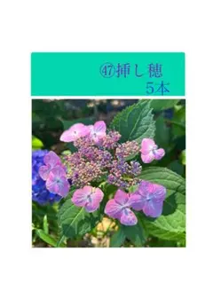 ㉜紫陽花挿し穂 ネコポス発送 - メルカリ