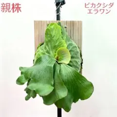 MS562 Erawan ビカクシダ エラワン 5株セットのサムネイル