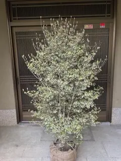 三角葉アカシア 大型 200cm❗花付き❗ 綺麗な樹形 シルバーリーフ 10号 三角葉アカシア 大型 200cm❗花付き❗ 綺麗な樹形 シルバーリーフ 10号