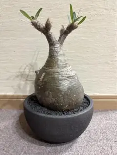 超巨大 アデニウム 大株 塊根植物 - メルカリ