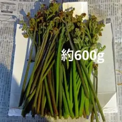 わらび約600g