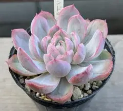 すーず様 リクエスト 2点 まとめ商品