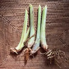 レモングラス　苗　4本のサムネイル