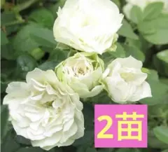 薔薇苗　ミニ薔薇　よく咲く　グリーンアイス　2苗　つぼみ付き　①のサムネイル