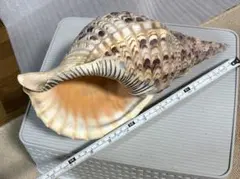 アオウミガメ剥製〔国際希少動植物登録票付き〕 - メルカリ
